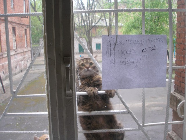 Cats