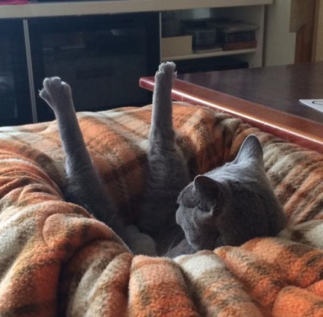 Cats