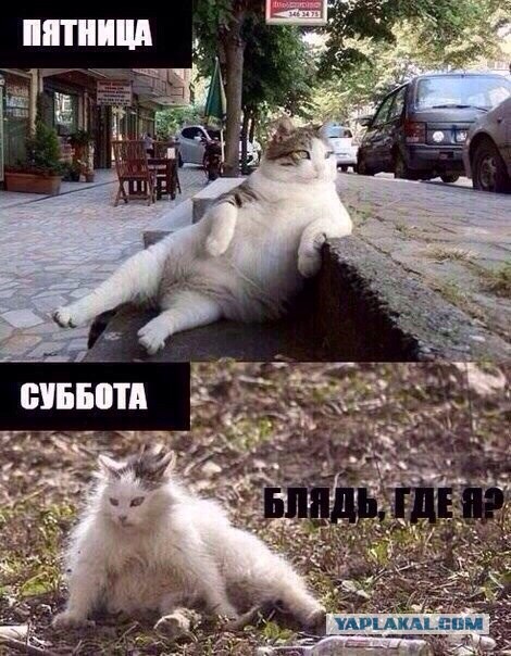 Cats