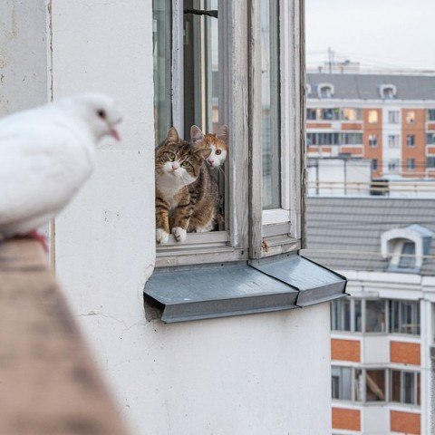 Cats
