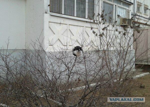 Cats