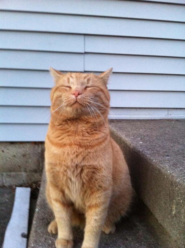Cats