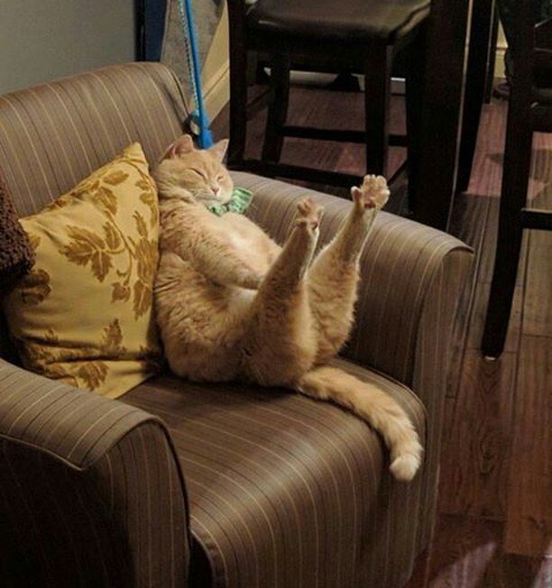 Cats