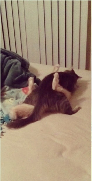 Cats