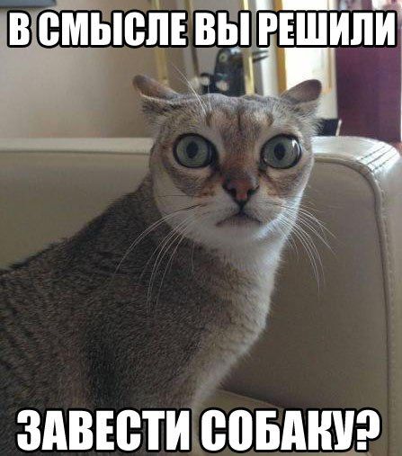 Cats