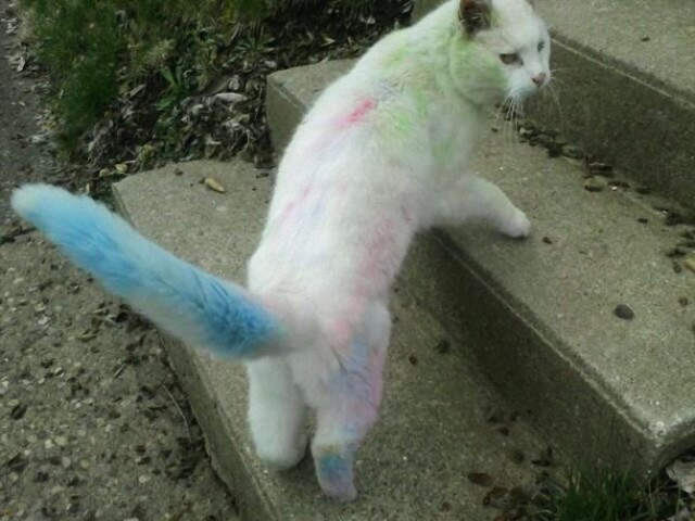Cats