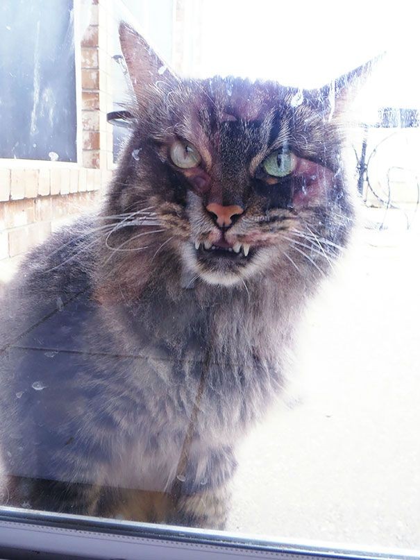 Cats
