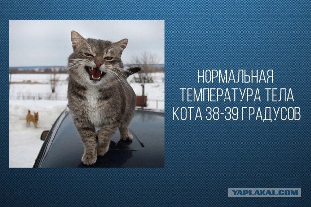 Cats