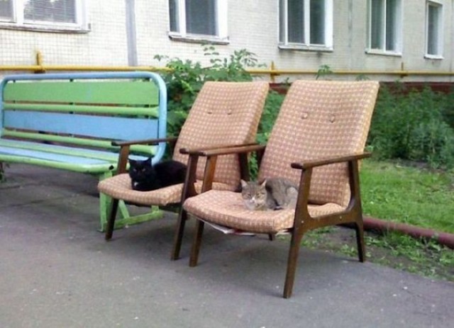 Cats
