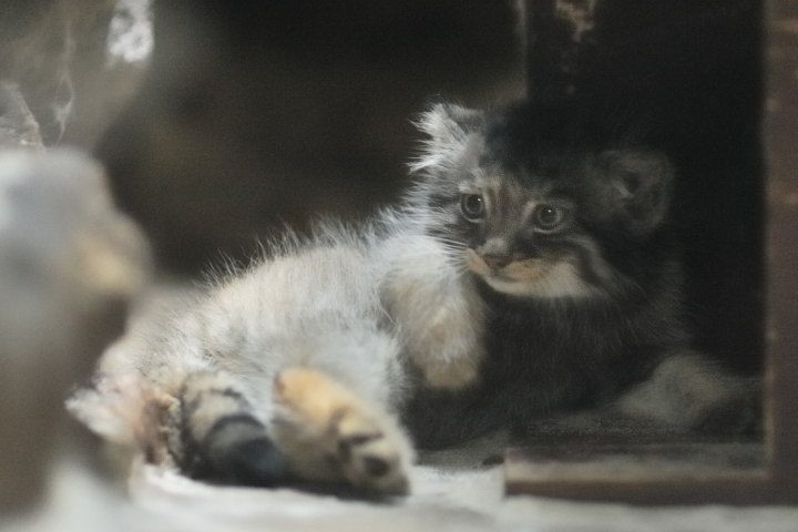Cats