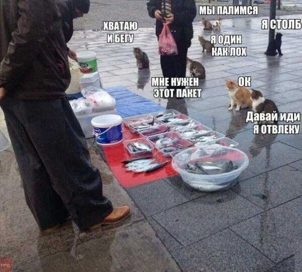 Cats