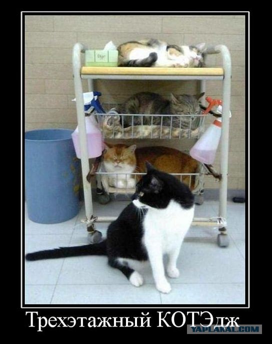 Cats