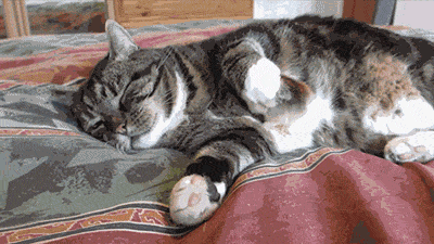 Cats