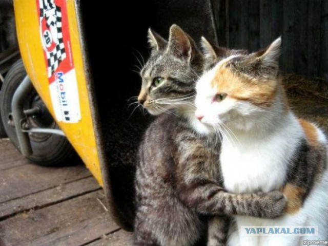 Cats