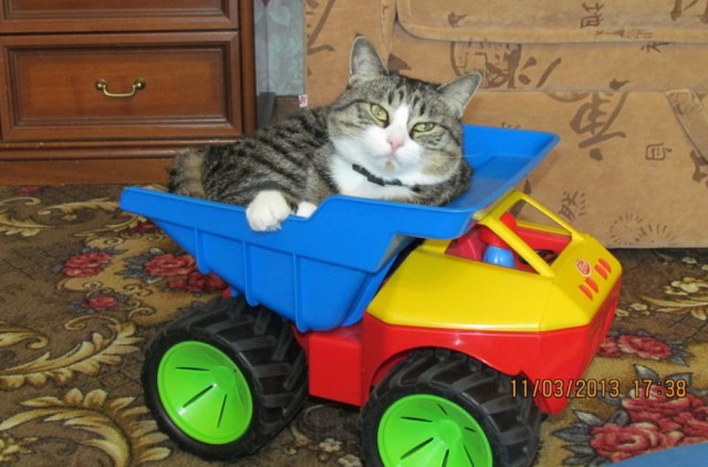 Cats
