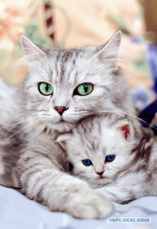 Cats