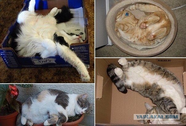Cats
