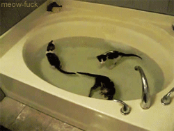 Cats