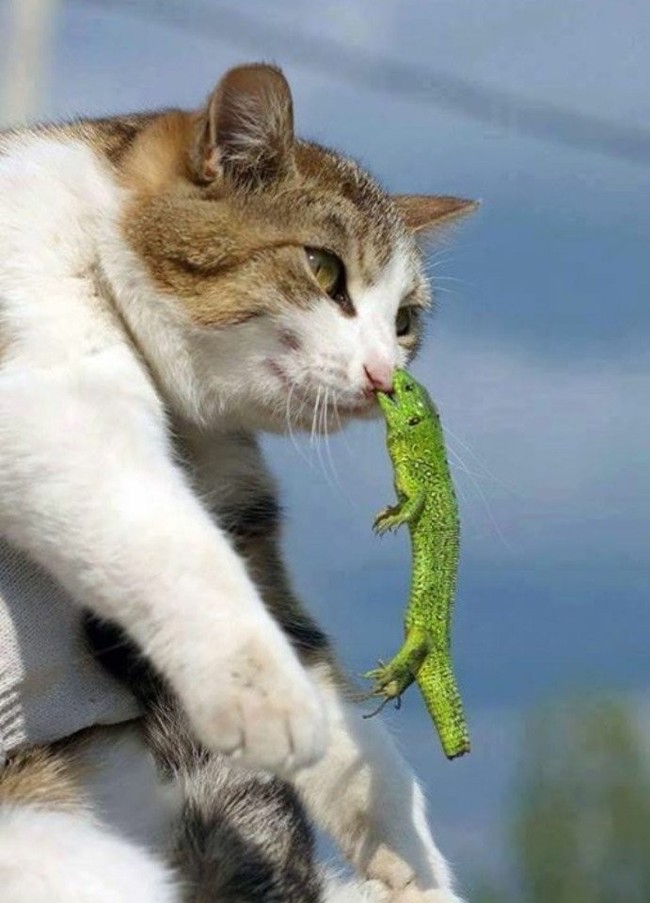 Cats