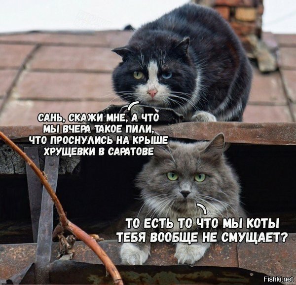 Cats