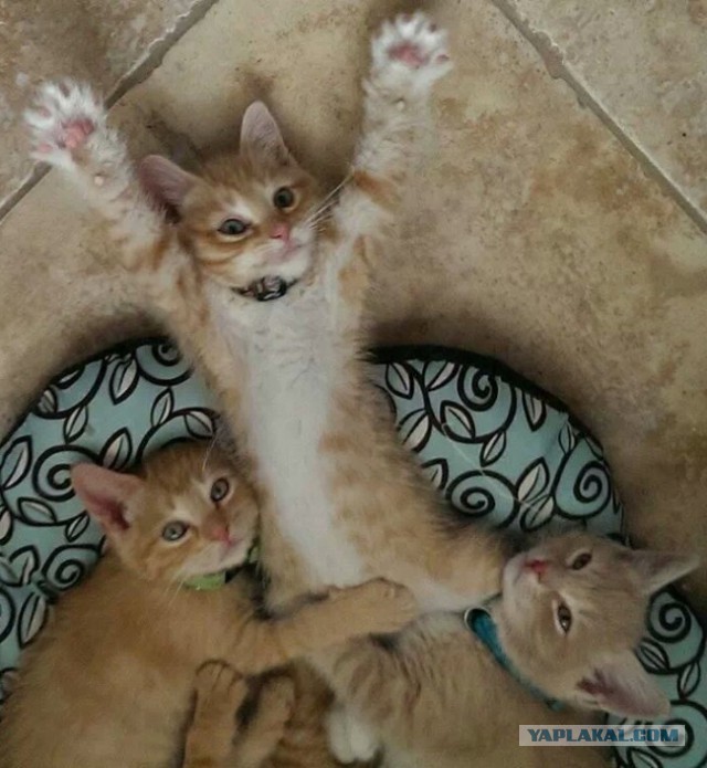 Cats