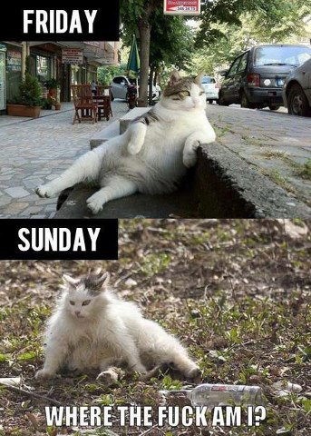 Cats
