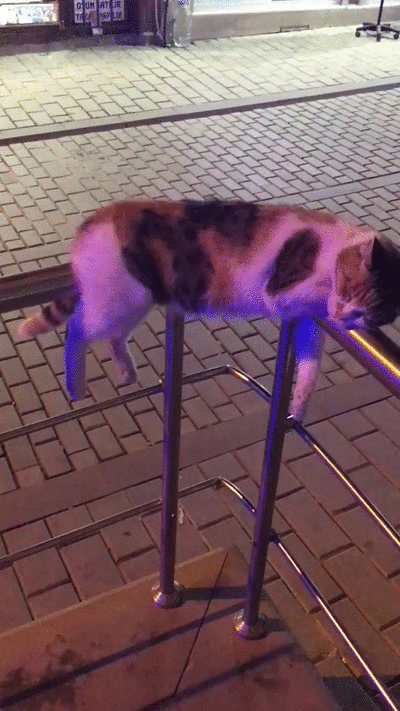 Cats