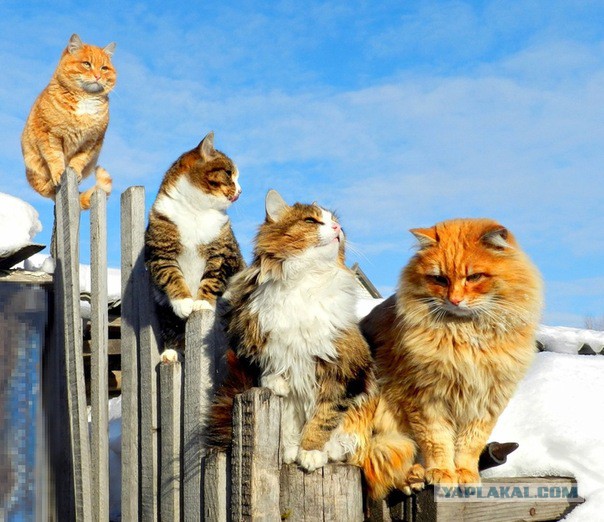 Cats