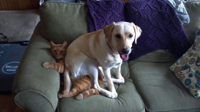 Cats