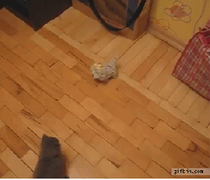 Cats