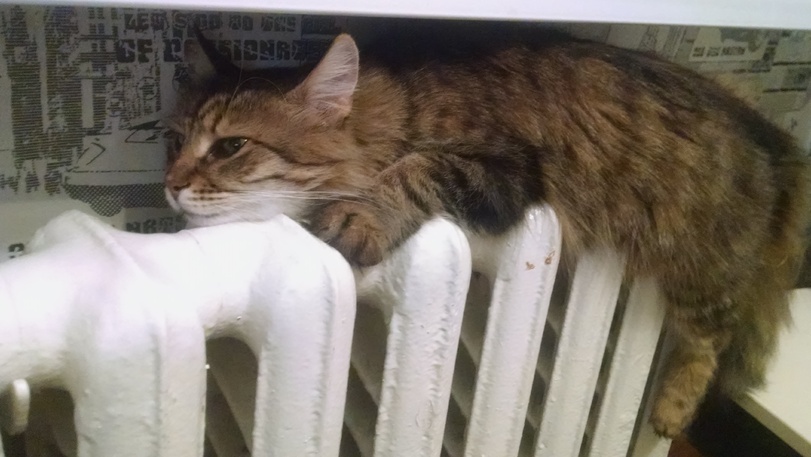 Cats