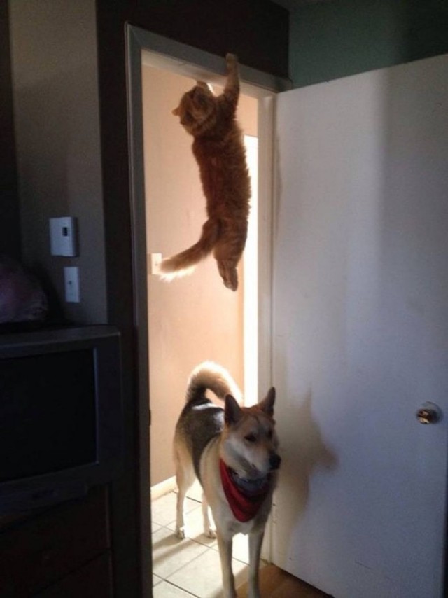 Cats