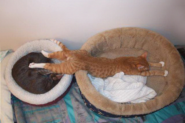 Cats