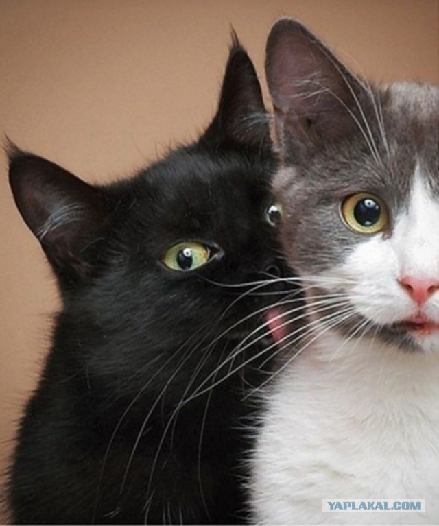 Cats