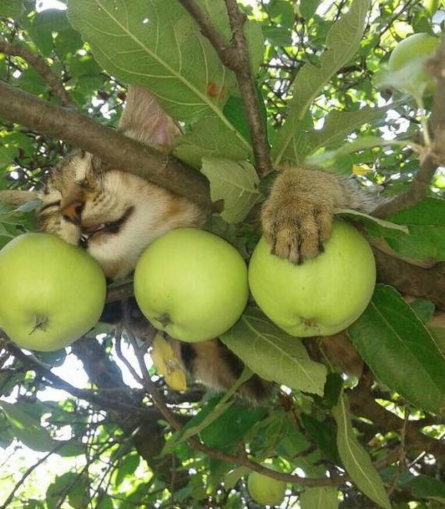 Cats