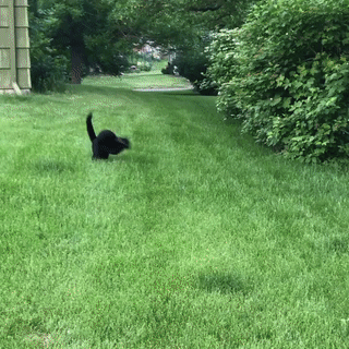 Cats