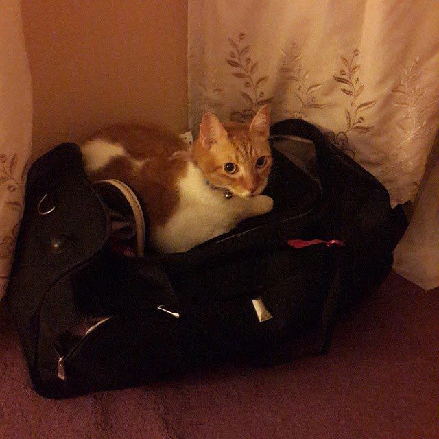 Cats