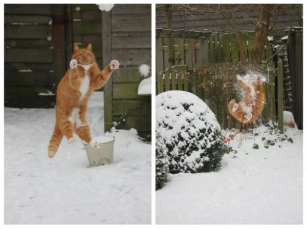 Cats