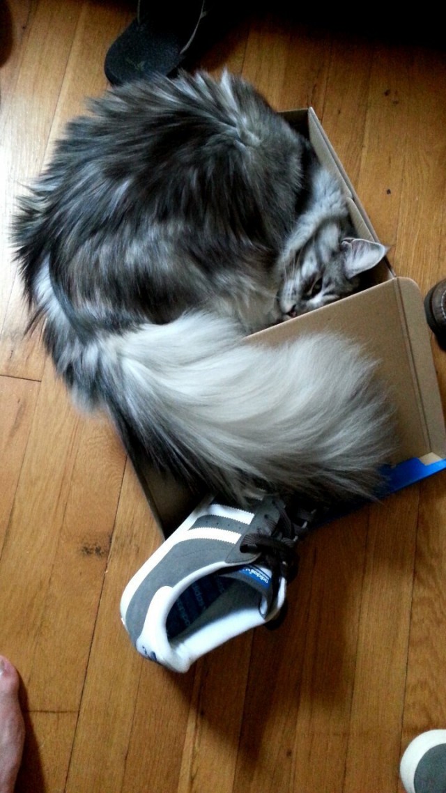 Cats