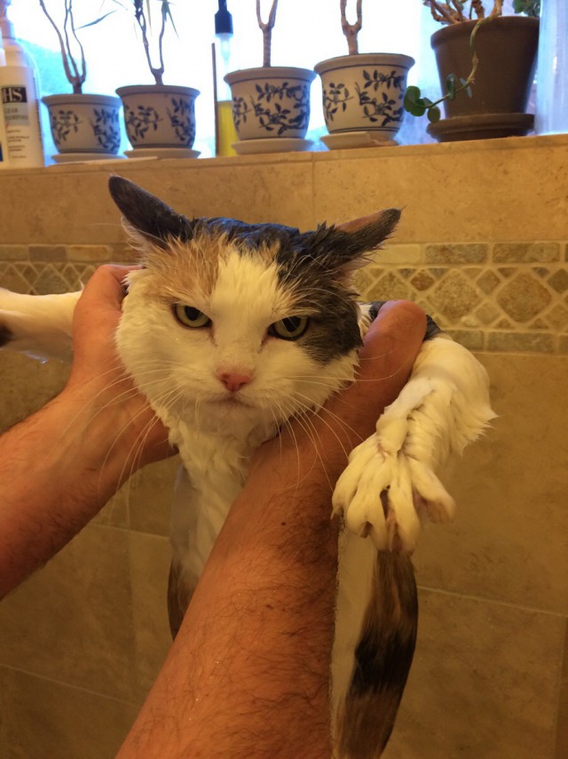 Cats