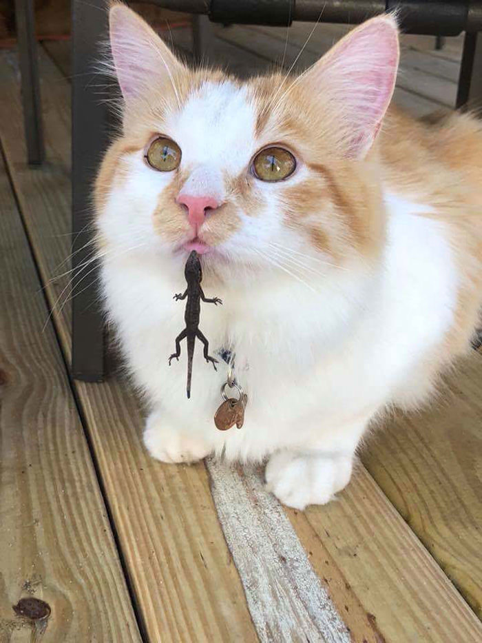 Cats