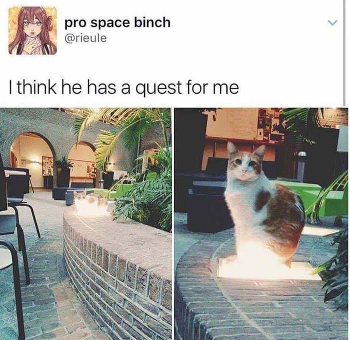 Cats