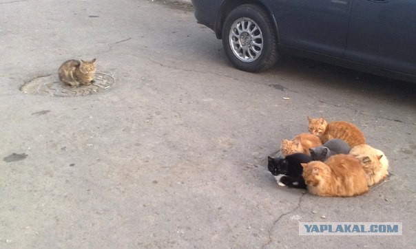 Cats