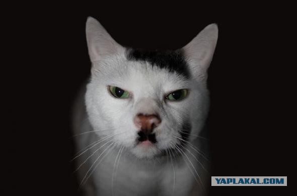 Cats