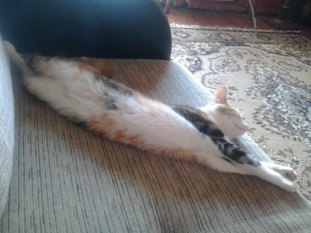 Cats