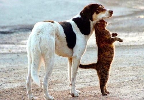 Cats