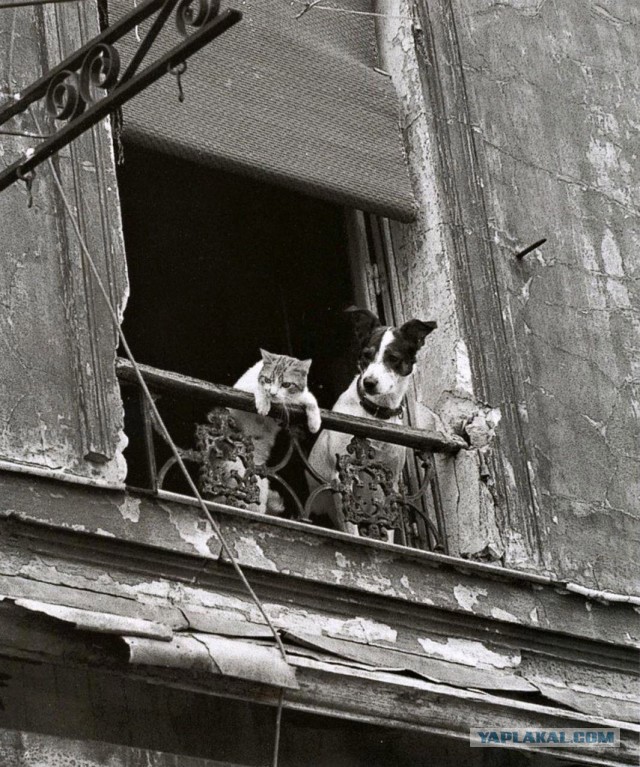 Cats