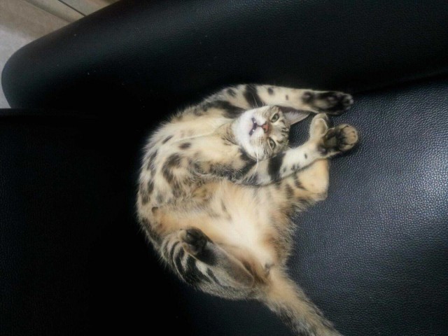 Cats