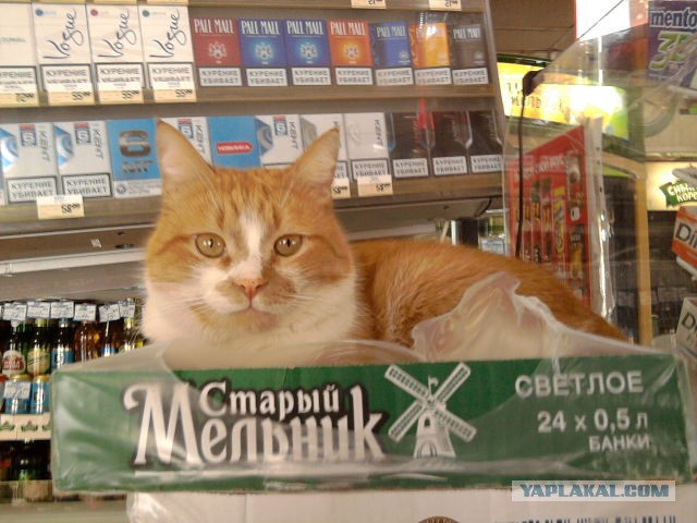 Cats