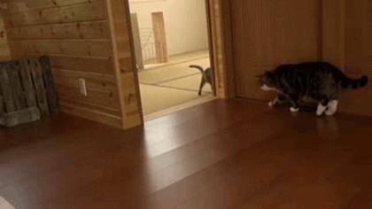 Cats